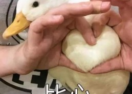 娱乐吃瓜鸭鸭鸭视频