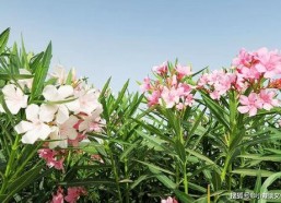 娱乐圈吃瓜感慨句子图片,揭秘明星背后的故事