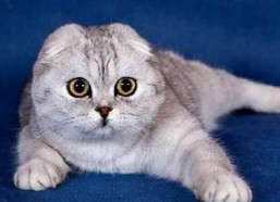 娱乐吃瓜君七七和折耳猫,娱乐圈的甜蜜邂逅